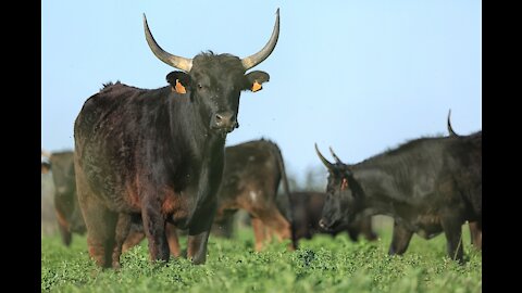 Crazy bull attacks two girls on the road