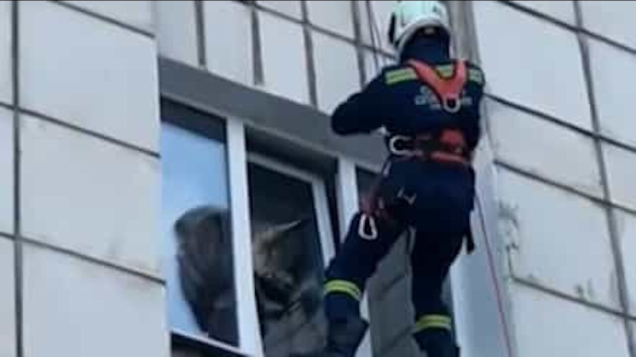 Gato preso em janela é salvo por bombeiro!