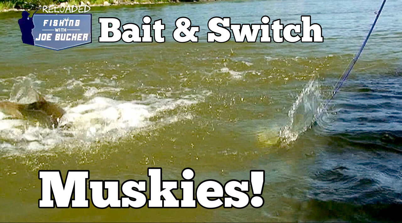 Bait & Switch Muskies