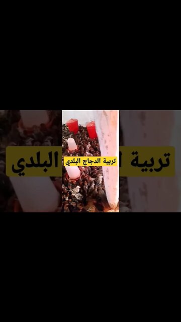 تربية كتاكيت الدجاج البلدي الأسود كيوت روعة مرحبا