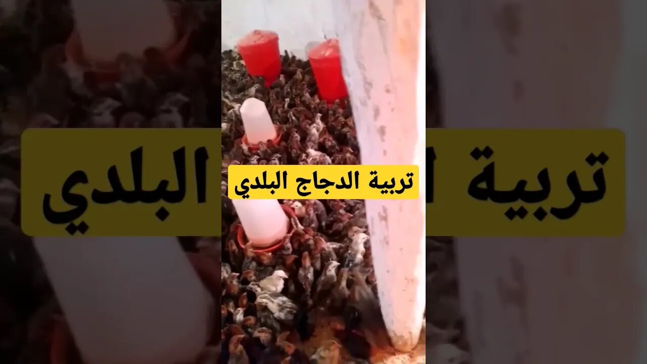 تربية كتاكيت الدجاج البلدي الأسود كيوت روعة مرحبا