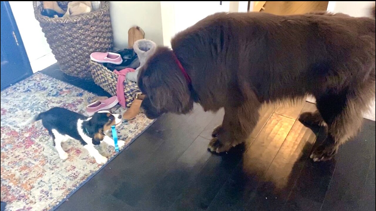 Cavalier puppy shows off his new collar to huge Newfoundland dog