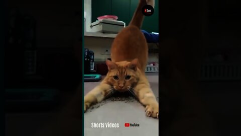 y2mate com Cats and dogs fighting very funny Try not to laugh shorts 1080p 1