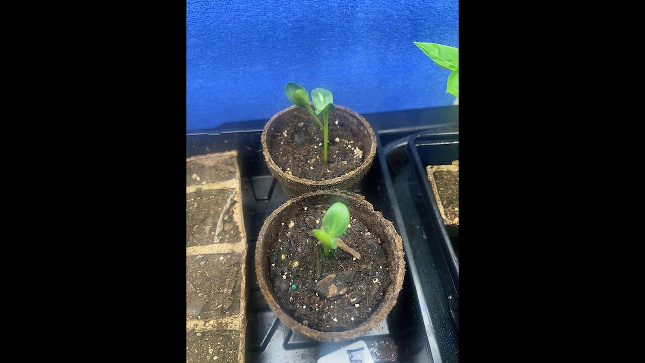 Reused Watermelon seeds all good