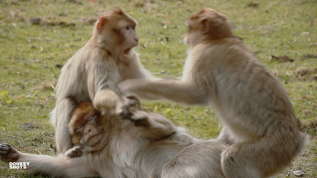 Apes, Monkeys & In Between (Naturzoo Rheine)
