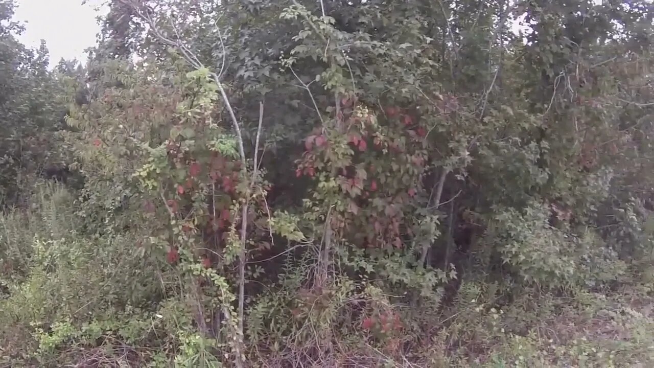 SC Deer Hunting W/Dogs 2022 Bad Day To Be A Buck!!-12