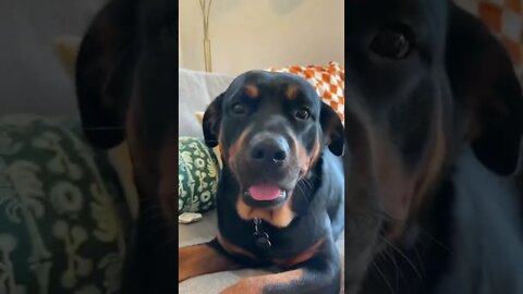 Playing with my dog