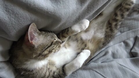 Little Cat Squeaks and Stretches