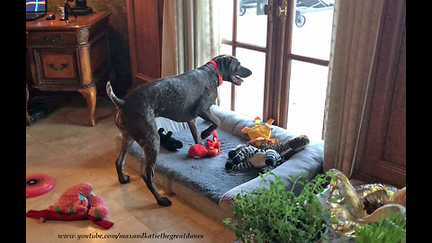 Great Dane Watches Obsessed Pointer Hunt for Lizards