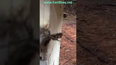 Bees Attack and Chase Praying Mantis