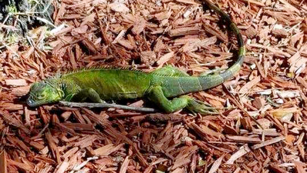Cold-stunned iguanas expected to fall from Florida trees