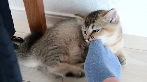 Daddy cat and owner has an unfriendly attitude...
