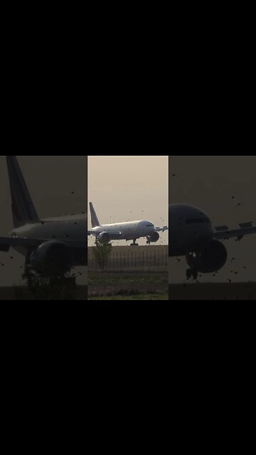 🕊️ Too many birds