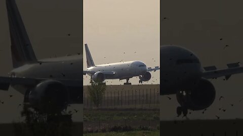 🕊️ Too many birds