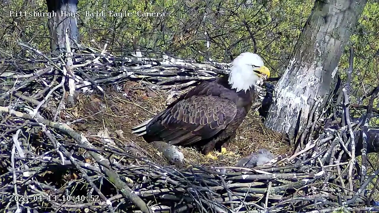 Hays Eagles Mom alerts as Flyby Shadow crosses the Nest 4.13.23 10:40:30am