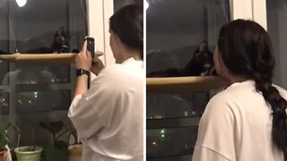 Lovely Kitty Adorably Poses While Owner Takes Pictures