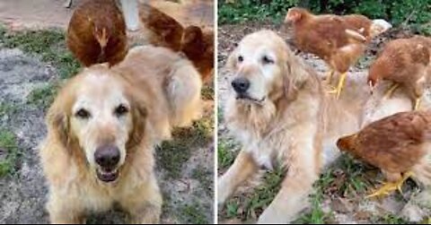 NINA Golden Retriever SPYING ON THE CHICKENS