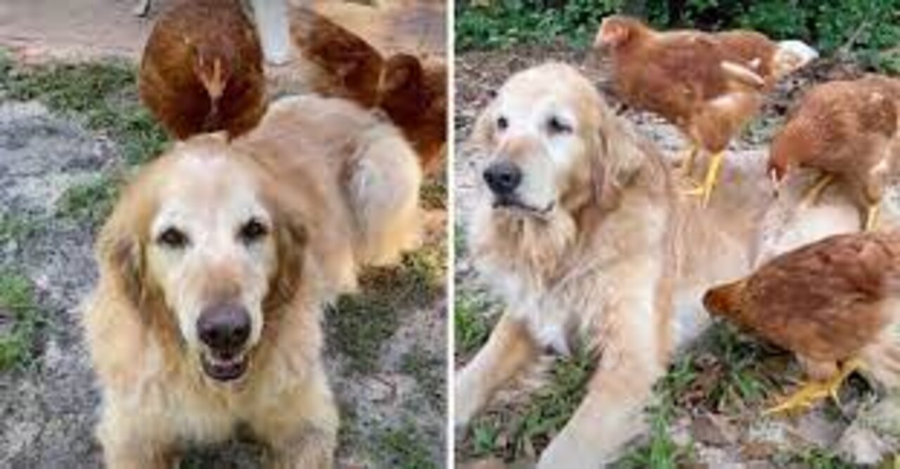NINA Golden Retriever SPYING ON THE CHICKENS