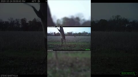 This Buck had to work for it! #deer #hunting #deerhunting #foodplot