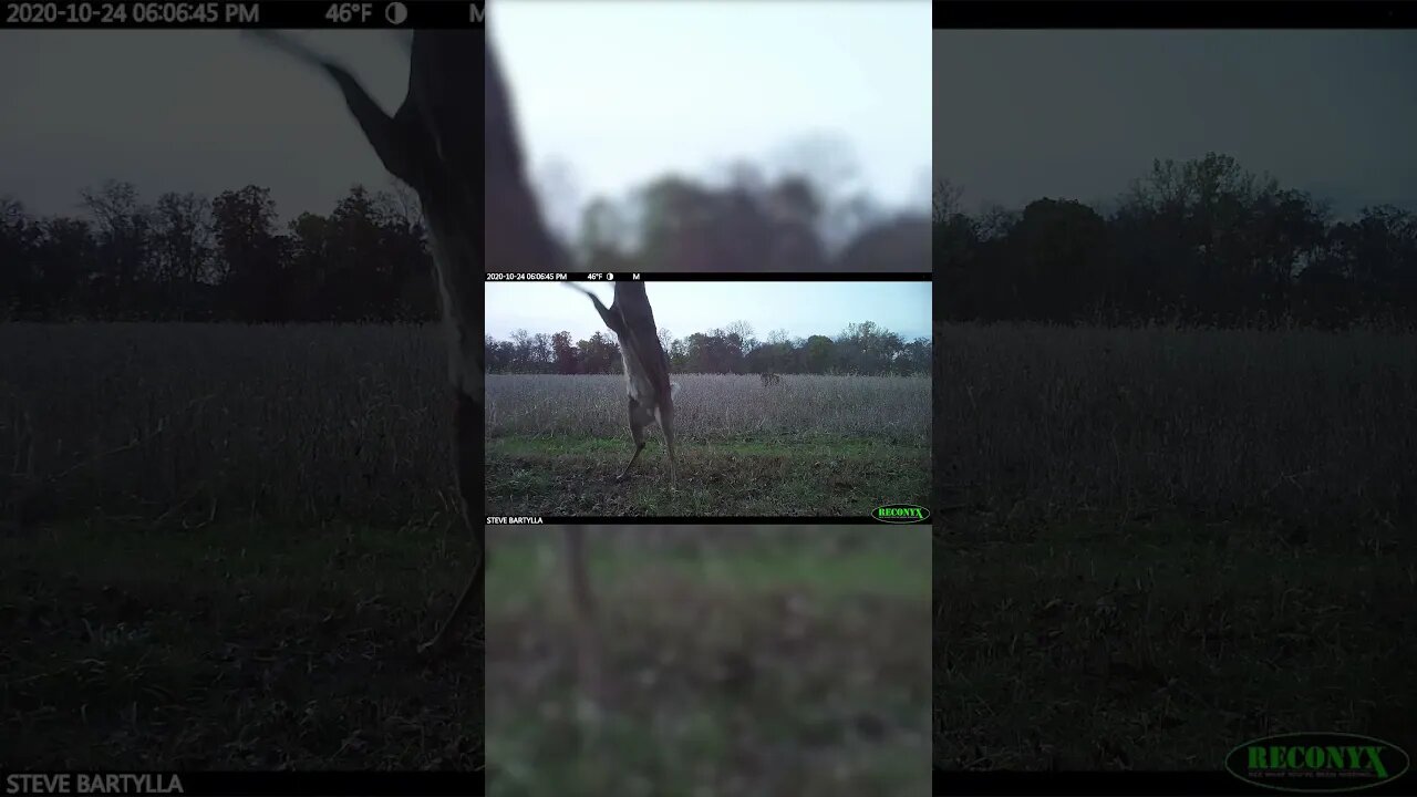 This Buck had to work for it! #deer #hunting #deerhunting #foodplot
