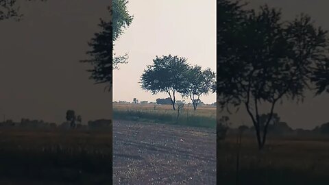 Madina #viral #naat#shorts