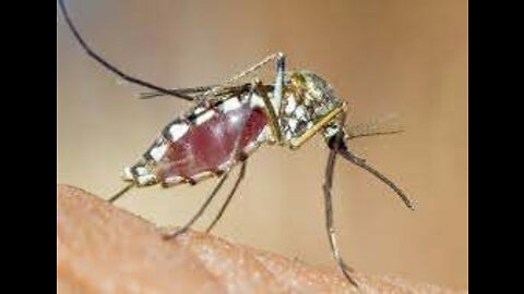 Mosquitoes Test Positive to Rare, US Deadly Viruses After Bill Gates Released Millions in Wild