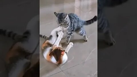 Cat funny fighting video #funnyvideo #petvideos
