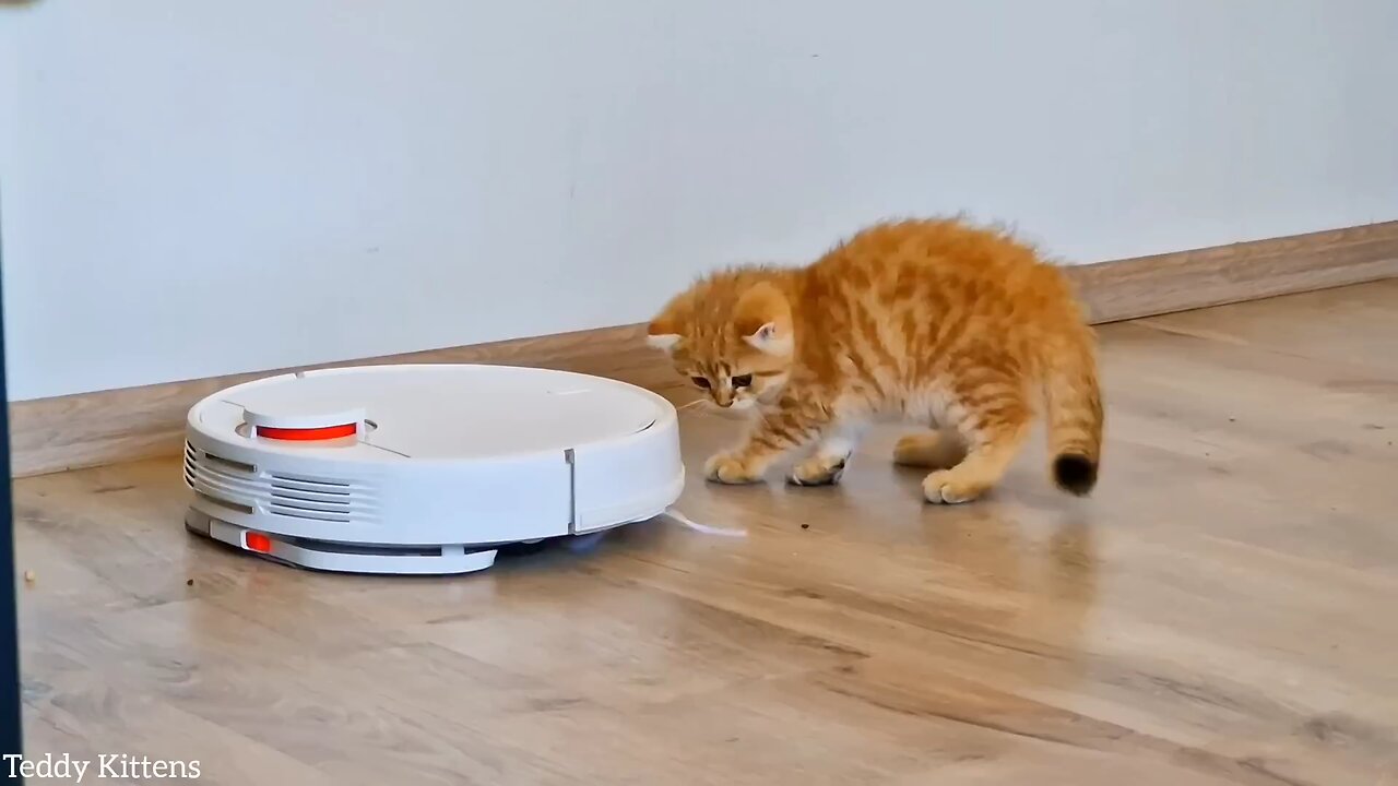 Time to Clean up the Room and Play together -- Pikachu_ Teddy and Picasso๐๐๐#teddykittens #cute