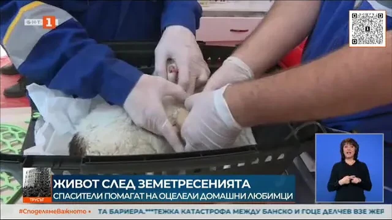 Спасители издирват оцелели домашни любимци след трусовете в Турция