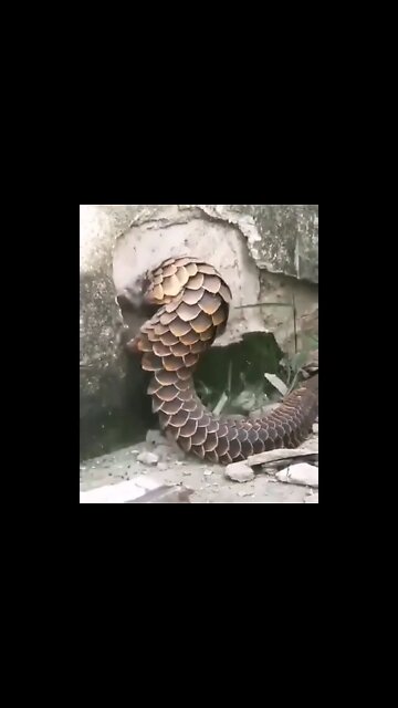 Amazing Creature #Shorts #ytshorts #UbertainmentFun #Dogs #Animals #Fun