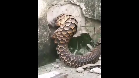 Amazing Creature #Shorts #ytshorts #UbertainmentFun #Dogs #Animals #Fun