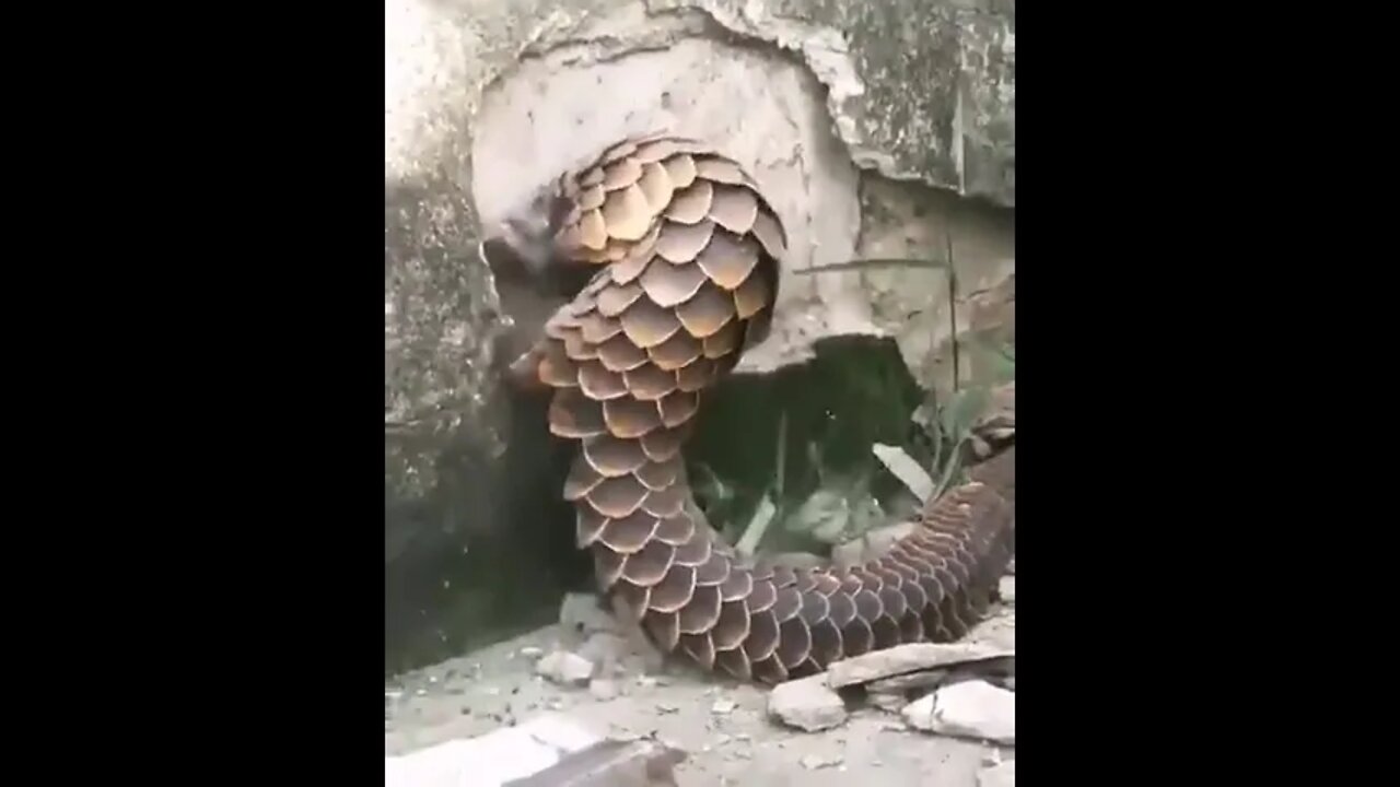 Amazing Creature #Shorts #ytshorts #UbertainmentFun #Dogs #Animals #Fun