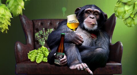Monkey janeb13 from Pixabay .com