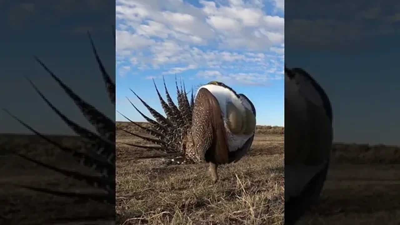 Male Greater Sage-Grouse. one kf the coolest displays in nature