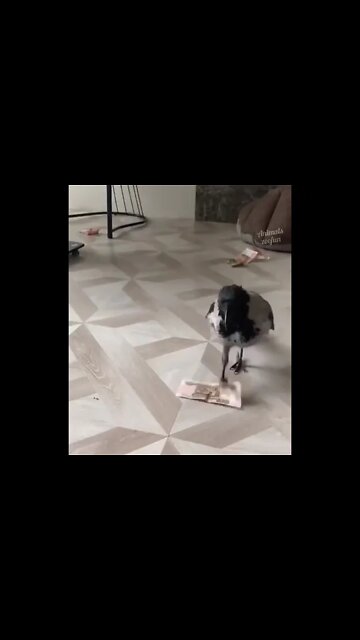 i want this pet. 😂