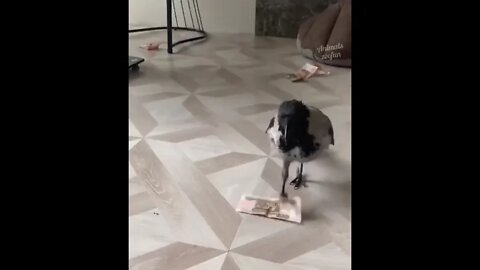 i want this pet. 😂