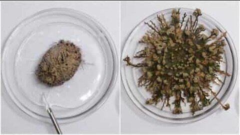 Kasvi herää henkiin saatuaan vettä