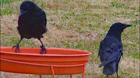 IECV NV #138 - 👀 Two Crows Fighting Over A Peanut & Drinking Water 2-15-2016