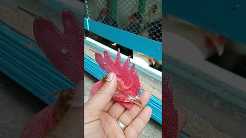 كيف تعرف ان دجاجك هل بصحة جيد ام لا #دجاج #chicken