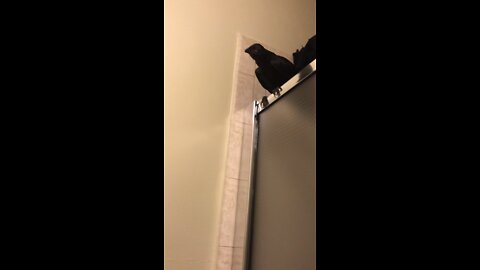 loki the crow update 2 weeks