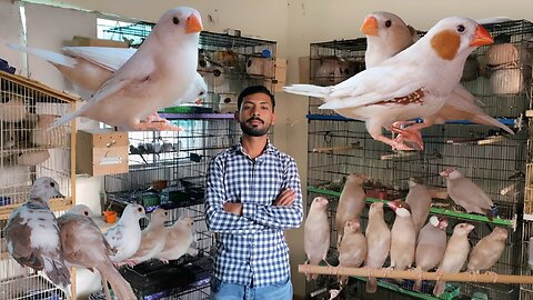 Java Sparrow, Finch, and Dove Breeding Setup – Ahmed Fawn & Pied Varieties
