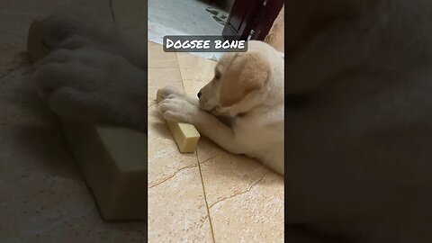 Bone for my puppy #labrador #puppy
