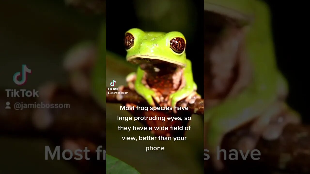 Frog's eyes are huge! #facts