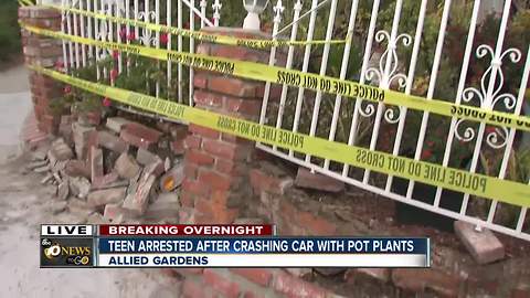 Teen arrested after crashing car with pot plants