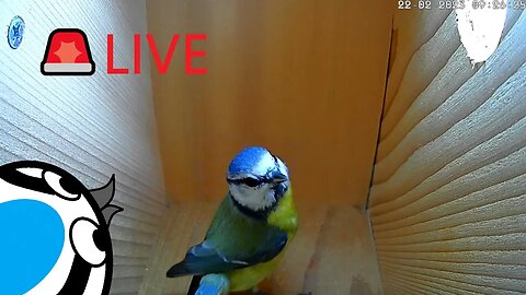 🚨LIVE🏴󠁧󠁢󠁥󠁮󠁧󠁿Bird Nest Box & Balcony Garden - Blue Tits & Sparrows Visit Throughout Day