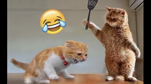 Best Funny Animal Videos of the year