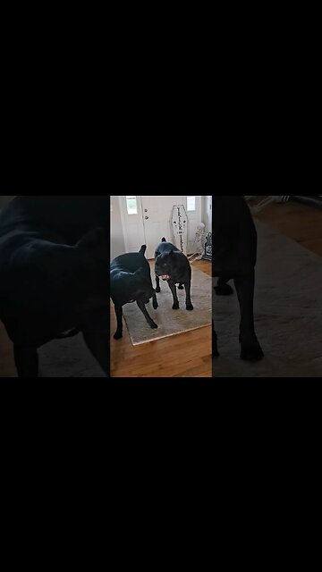 Intact Cane Corso Males Amazing Communication Between #shorts #dogtraining