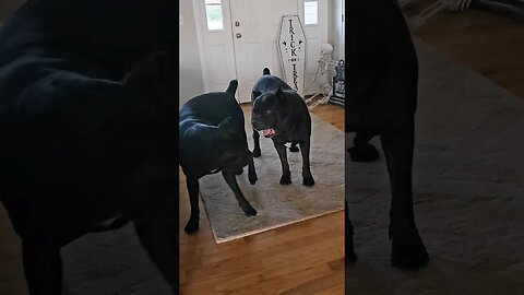 Intact Cane Corso Males Amazing Communication Between #shorts #dogtraining