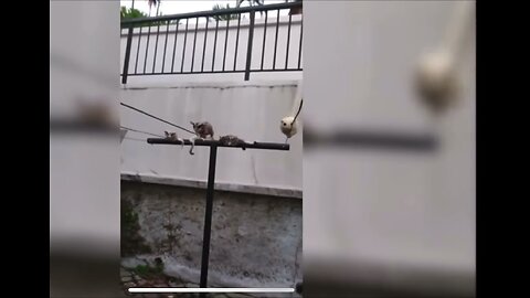 SUGAR GLIDERS Flying - Funny & Cute Compilation