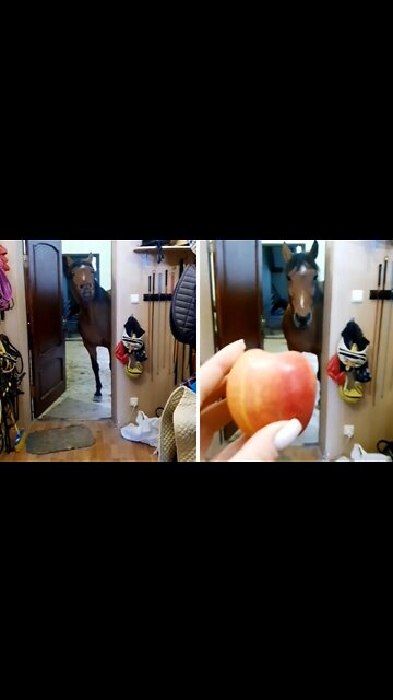 Delightful horse politely asks for an apple